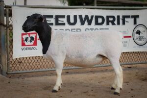 LOT 73 2X DORPER OOI/EWE STUD/T5 BEN VD WESTHUIZEN BO DAM (Pay per Animal to take the lot)