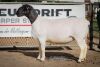 LOT 74 2X DORPER OOI/EWE PREGNANT STUD/FLOCK BEN VD WESTHUIZEN BO DAM (Pay per Animal to take the lot)