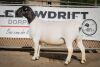 LOT 74 2X DORPER OOI/EWE PREGNANT STUD/FLOCK BEN VD WESTHUIZEN BO DAM (Pay per Animal to take the lot) - 2