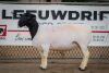 LOT 74 2X DORPER OOI/EWE PREGNANT STUD/FLOCK BEN VD WESTHUIZEN BO DAM (Pay per Animal to take the lot) - 4