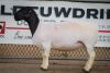 LOT 74 2X DORPER OOI/EWE PREGNANT STUD/FLOCK BEN VD WESTHUIZEN BO DAM (Pay per Animal to take the lot) - 5