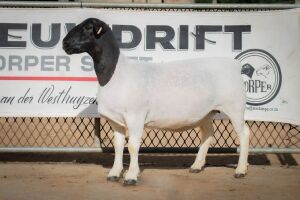 LOT 75 2X DORPER OOI/EWE PREGNANT T5/STUD BEN VD WESTHUIZEN BO DAM (Pay per Animal to take the lot)