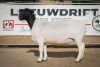 LOT 75 2X DORPER OOI/EWE PREGNANT T5/STUD BEN VD WESTHUIZEN BO DAM (Pay per Animal to take the lot) - 2