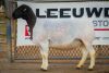 LOT 75 2X DORPER OOI/EWE PREGNANT T5/STUD BEN VD WESTHUIZEN BO DAM (Pay per Animal to take the lot) - 4