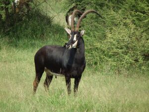 LOT 74 1x SWARTWITPENS BUL/SABLE BULL 