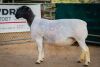 LOT 75 2X DORPER OOI/EWE PREGNANT T5/STUD BEN VD WESTHUIZEN BO DAM (Pay per Animal to take the lot) - 5