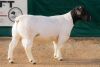 1X DORPER RAM STUD BEN VD WESTHUIZEN LEEUDRIFT