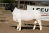 1X DORPER RAM STUD BEN VD WESTHUIZEN LEEUDRIFT - 3