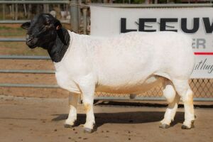 1X DORPER RAM FLOCK BEN VD WESTHUIZEN LEEUDRIFT