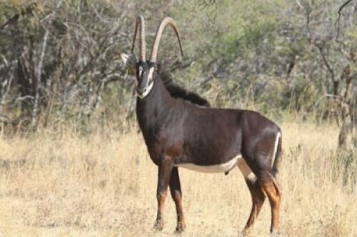 LOT 75&nbsp;1x SWARTWITPENS BUL/SABLE BULL&nbsp;
