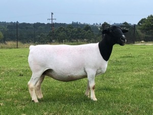 LOT 17 1X DORPER OOI/EWE T5 PREGNANT TIEGERPOORT DORPERS