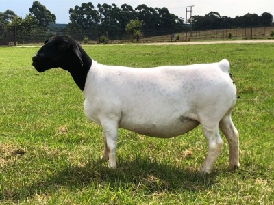 LOT 16 1X DORPER OOI/EWE T5 PREGNANT TIEGERPOORT DORPERS