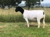 LOT 18 1X DORPER OOI/EWE T5 PREGNANT TIEGERPOORT DORPERS