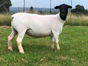 LOT 105 1X DORPER OOI/EWE STUD PREGNANT TIEGERPOORT DORPERS