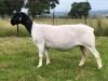 LOT 103 1X DORPER OOI/EWE STUD TIEGERPOORT DORPERS