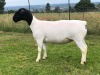 LOT 120 2X DORPER OOI/EWE FLOCK JOWILIZE DORPERS (Pay per animal to take the lot) - 6