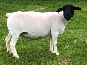 LOT 139 1X DORPER OOI/EWE STUD PREGNANT TIEGERPOORT DORPERS