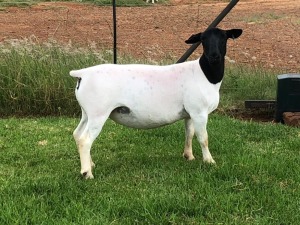 LOT 140 1X DORPER OOI/EWE FLOCK TIEGERPOORT DORPERS