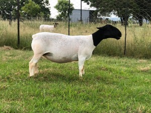 LOT 106 1X DORPER OOI/EWE FLOCK PREGNANT TIEGERPOORT DORPERS