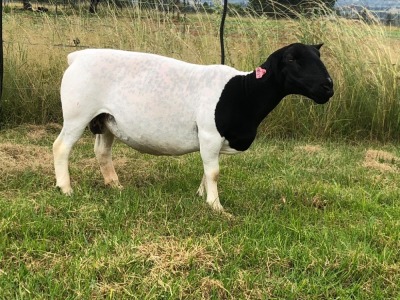 LOT 104 1X DORPER OOI/EWE T5 PREGNANT TIEGERPOORT DORPERS