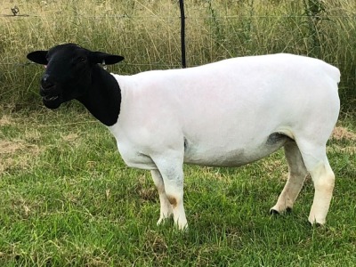 LOT 19 1X DORPER OOI/EWE T5 PREGNANT TIEGERPOORT DORPERS