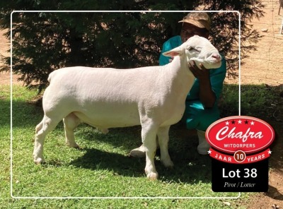 1X WHITE DORPER RAM STUD CHAFRA