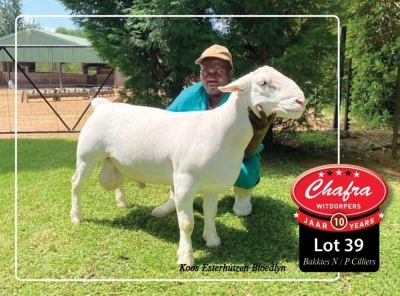 1X WHITE DORPER RAM STUD CHAFRA