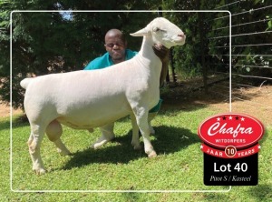 1X WHITE DORPER RAM FLOCK CHAFRA