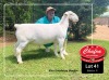 1X WHITE DORPER RAM FLOCK CHAFRA