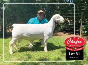 1X WHITE DORPER RAM STUD CHAFRA