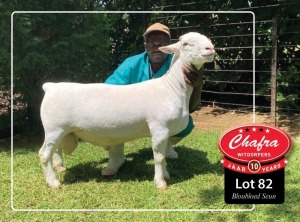 1X WHITE DORPER FLOCK RAM CHAFRA