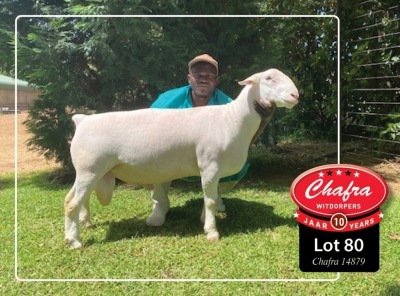 1X WHITE DORPER RAM FLOCK CHAFRA