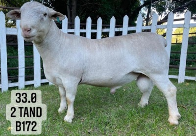 1X WHITE DORPER RAM FLOCK VREDEPOORT