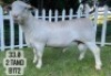 1X WHITE DORPER RAM FLOCK VREDEPOORT