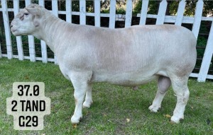 1X WHITE DORPER RAM FLOCK VREDEPOORT