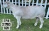 1X WHITE DORPER RAM FLOCK VREDEPOORT