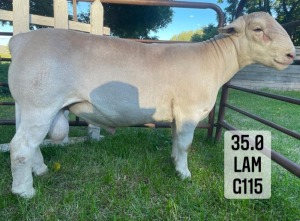 1X WHITE DORPER RAM FLOCK VREDEPOORT