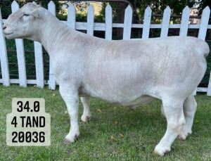 1X WHITE DORPER RAM STUD VREDEPOORT