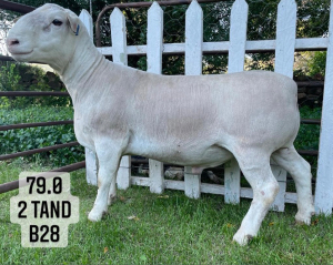 1X WHITE DORPER FLOCK RAM VREDEPOORT