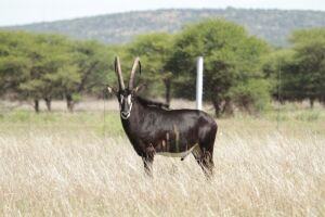 LOT 78 1x SWARTWITPENS BUL/SABLE BULL