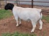 1X DORPER RAM STUD ML PHILLIPS - 2