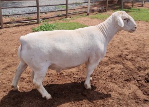 1X WHITE DORPER RAM T5 ASHLEY PHILLIPS