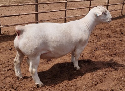 1X WHITE DORPER RAM T5 ASHLEY PHILLIPS