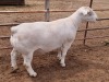 1X WHITE DORPER RAM STUD ASHLEY PHILLIPS - 2