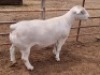 1X WHITE DORPER RAM STUD ASHLEY PHILLIPS - 2