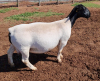 LOT 1 1+1 X DORPER OOI/EWE T5 ML PHILLIPS - 2