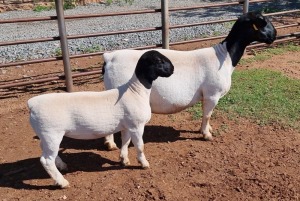 LOT 1 1+1 X DORPER OOI/EWE T5 ML PHILLIPS