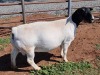 LOT 2 1X DORPER OOI/EWE PREGNANT T5 ML PHILLIPS