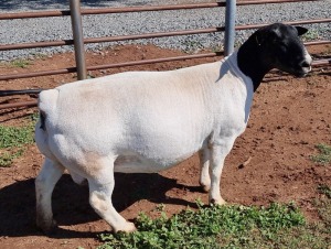 LOT 2 1X DORPER OOI/EWE PREGNANT T5 ML PHILLIPS