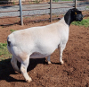 LOT 2 1X DORPER OOI/EWE PREGNANT T5 ML PHILLIPS - 2